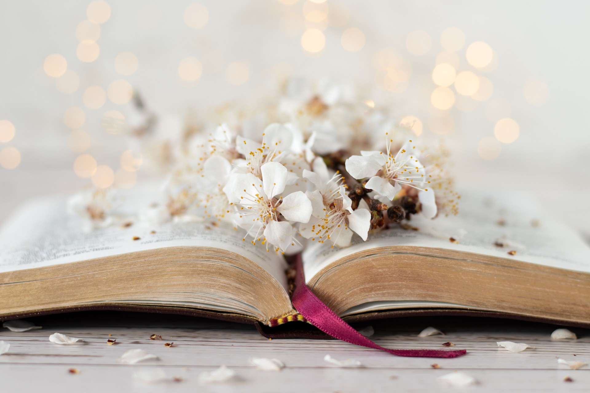 Open holy bible book with white spring flowers and bokeh background